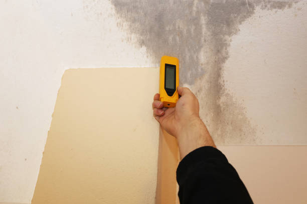 Mold Odor Removal Services in Guilford Center, CT