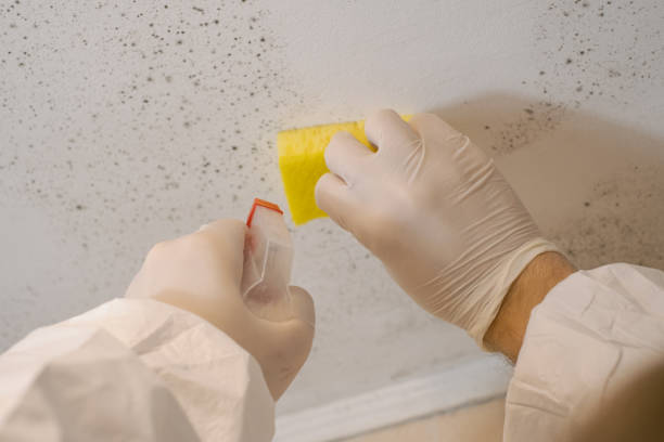 Best Residential Mold Inspection & Testing  in Guilford Center, CT